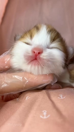 ✨❤️Cat ASMR Therapy Immersive Meow Sounds #cat #癒し #kitten #猫 #cute #好きな子猫 #cutecat #pets #asmr | Baby Cat