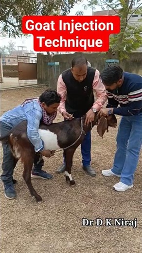 Injection Technique in Goat #drdkniraj
