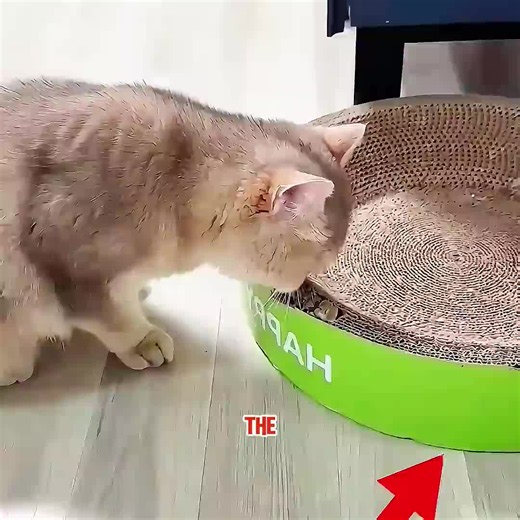 Lucky Cat Story: A Tale of Good Fortune 😺🍀