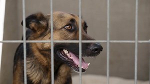 117K views · 4.1K reactions | Surrendered at the shelter by her previous family, Lacy the 5-year-old German Shepherd waits to be adopted from the shelter. Meet her this weekend on Lucky Dog. | Lucky Dog | Facebook