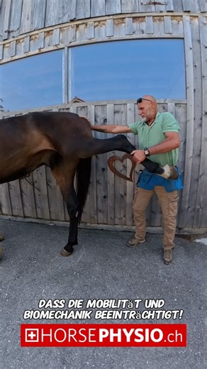 👉👉 Nach einem schweren Sturz hatte das Pferd große Schwierigkeiten, sich auf der linken Nachhand zu bewegen. Ich vermutete, dass ein eingeklemmter Nerv die Mobilität und Biomechanik beeinträchtigte und möglicherweise Schmerzen verursachte. Ein Röntgenbefund konnte jedoch keine Auffälligkeiten feststellen. Um dieses Problem zu lösen, wurde eine Physiotherapie begonnen. Durch diese Behandlung zeigte sich eine deutliche Verbesserung. Nun bleibt abzuwarten, wie sich die Situation weiter entwickelt
