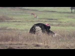 How to Attract a Female Ostrich - Ostrich Mating Dance