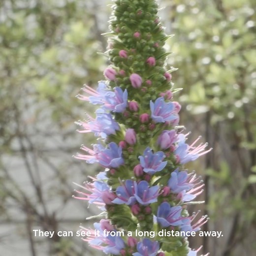 694K views · 308 reactions | Follow along for flower growing tips with Nat! Learn how choosing the right flowers helps our bees thrive and keeps your garden buzzing with life. Let’s grow together!  | Arataki Honey | Facebook