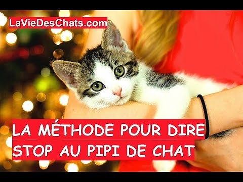 La méthode pour dire stop au pipi de chat 🐱 Méthode 4/4