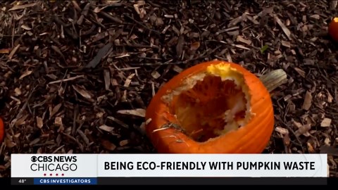 Environmental experts say don’t trash your pumpkins after Halloween