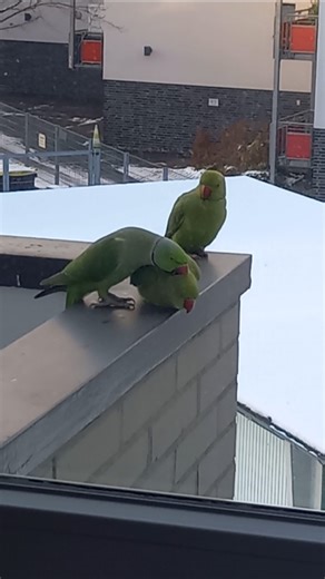 Wild Parrot pair love Halsbandsittich Alexandersittich #parrot #birds #nature #animals #talkingparot