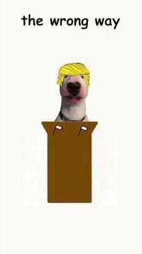 Doggie Explains How to Become the News (Satire)