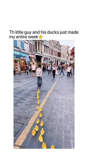 WizeSailor⚓️ on Instagram: "I have watched more than 10 times today Ducks are often associated with the fascinating behavioral process known as imprinting, a phenomenon that plays a crucial role in their early development. Imprinting occurs shortly after hatching, during a brief critical period when ducklings instinctively attach themselves to the first moving figure they recognize as a caregiver, usually their mother. This natural mechanism ensures survival by keeping the young close to protect