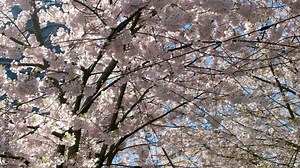 place for table of contents end of some video Canada Place banner place for advertising header text Pacific Ocean Skyline from city of Vancouver Canada BC 2023