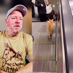 Funny Cats - Lustige Katzen gehen immer!😂 | Lars Biermann