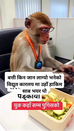 copy pest funny video #hilights Facebook | Rajesh Singh Bohara