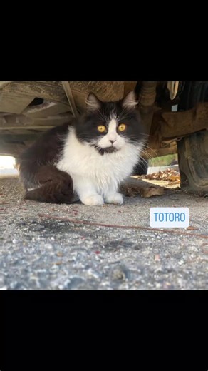 Colonia nesa Aquí presento a estos dos hermanitos, Totoro el macho blanco/negro y Chismo la hembra atrigada/blanca, son super cariñosos ,tienen 6 meses y viven en la calle. Son de una colonia sin ayuda, mi marido y yo nos encargamos de darles de comer a diario pero se merecen un hogar con amor, estan en Sevilla para adoptar contactar Aquí ,inta o kyara.v666@gmail.com #cadena #ayudaporfavor#viral #cat #gatetes #gatos #cadenadeayuda #catlover #lovecats #gatitos #adoptme #coloniagatos #adoptanocomp