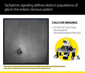 類Enteric glia are some of the most abundant cells in the gut, but...