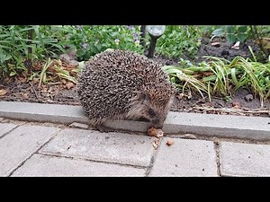 A garden hedgehog eats a tasty snack ‪@DenisKorza‬ #animals #hedgehog #eating #asmr 🦔