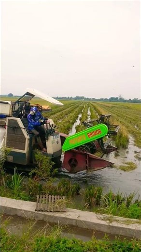 Brimob combi modern rice harvesting machine #agrikultur #farming #agriculture