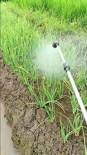 Herbicide application on red onion #agriculture #redonion