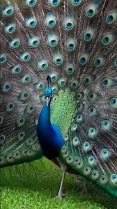 Wait For It! 🤩 Peacock Shows Off Its Stunning Tail Feathers #birdsoftheworld #europeanbutterflies