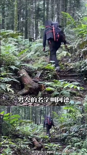Sudden Rainstorm in the Wilderness: Building a Bamboo Shelter in 3 Minutes to Escape the Downpour...