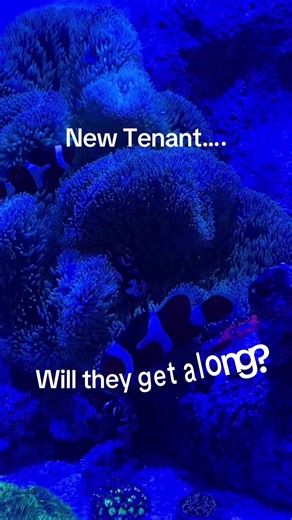 The biggest Anemone Crab moved in and needless to say the Clowns are furious. It seems the crab has taken over the Giganteas heart. Will they get along? Who will be evicted? #reef #crab #clown #anemone #fight