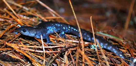 Below freezing but still moving: How salamanders stay active in winter - The Weather Network