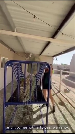 1.6K views | Alpacas meet the Multifeeder 蓮 Our Adjustable height Hay & Grain feeder is great for animals of all sizes because you can choose how tall you want your feeder to be  Join our pals Cactus Hills Alpaca Farm for a daily dose of cuteness! | Farm & Yard Products | Facebook