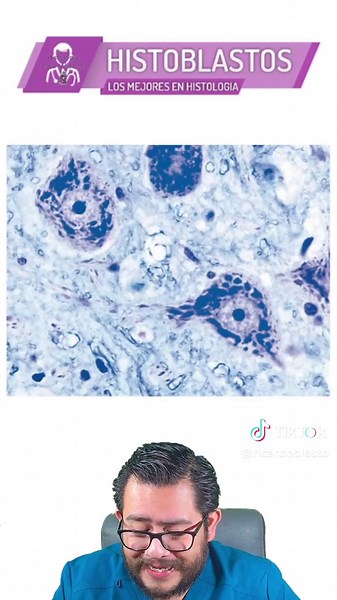 Médula Espinal en Histología: Estructura y Función