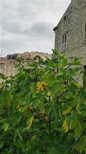 stepping into a centuries-old corsican settlement #timeless #exploration