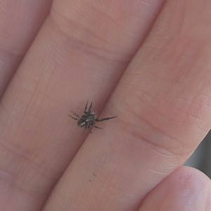 »Hi Mark, ich habe heute eine Springspinne bei uns im Garten entdeckt und bin super begeistert, Springspinnen sind meine Lieblings-Insekten. Wenn ich richtig recherchiert habe, müsste es ein vom aussterben bedrohter Streifen-Schneckenspringer sein. Diese Art legt ihre Eier in leeren Schneckenhäusern ab und befestigt diese dann mit einem Faden an Blättern. Dementsprechend noch ein Hinweis an deine Community, falls du das Video postest, was du natürlich sehr gern darfst. Liebe Leute, bitte Schneck