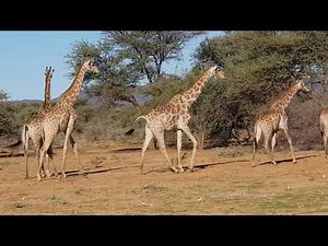 Deux jours à Erindi Private Réserve en Namibie - Two days in Erindi Private Reserve in Nambia