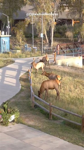 Elk jumping over a fence across from the Visitors Center in Estes Park Colorado. Thanks so much for watching everyone! I hope you all are having an amazing weekend. | Colorado Adventures