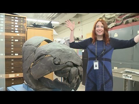 The dunkleosteus debate is a fish story 360 million years in the making