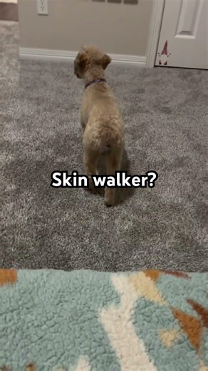 My dog is a skin walker