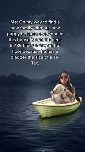 I’m sure we can find a new life with a new family that won’t get mad at us every time he pees in the house. #newpuppy #titanic #labsoftiktok #puppylove #puppylife #dogsoftiktok #puppy