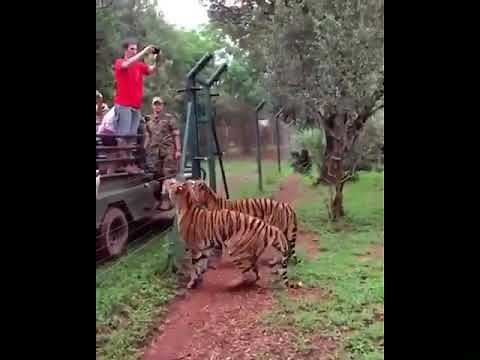 Brilliant Tiger Catches Snack Mid-Jump with Precision
