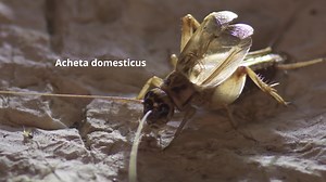 File:Acheta domesticus -- Heimchen.webm - Wikimedia Commons