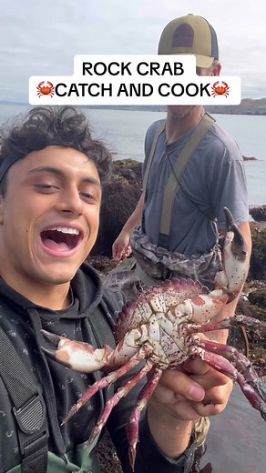 ROCK CRAB CATCH AND COOK🦀 Growing up i used to go to New Jersey every summer to catch blue crab. Going for these guys were very reminiscent of that. The difference? Rock crab are much slower, and more powerful. Going for these sea spiders you can expect to see a range of colors in the tide pools. Orange and purple sea stars, light green sea anemones, red sea urchins (those are subtidal though). This is an easy catch and cook to make happen, the only thing about them is there is relative risk. I