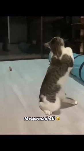 @meowmadalicar.daily on Instagram: "Day 78 👇 No problem, here's who is Adam Sandler: Born on September 9, 1966, in Brooklyn, New York, Adam Sandler’s early years were filled with a unique blend of humor and pathos. His breakthrough in comedy and film introduced a style that resonated with a wide audience and became instantly viral. He became famous for his distinctive mix of slapstick humor and moments of genuine emotional depth. Public discussions often focus on the evolution of his comedic st