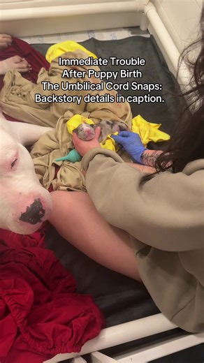 This baby came out breach and snapped his umbilical cord on the way out. It was bleeding a little excessive. I immediately jumped in and did what I do and then my mom double checked me —over and over to make sure it was immediate and proper intervention. Dog Breeder Care Tips During Whelping #xlbully #puppytiktok #doglife #dogsoftiktok #americanbully