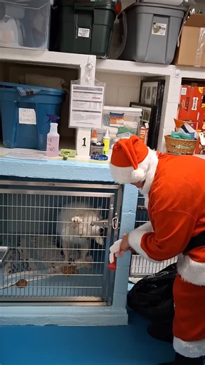 Another holiday in the kennel… but Santa still showed up. 🎄🐾 These dogs are hoping next year looks a little different, with a home of their own. | Noah Project