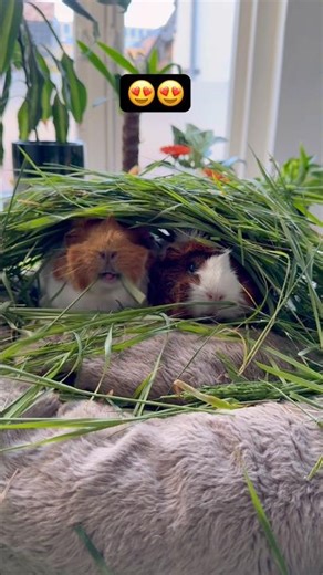 The Cutest Grass Battle You’ll See Today #GuineaPigs#CuteAnimals#PetVideos