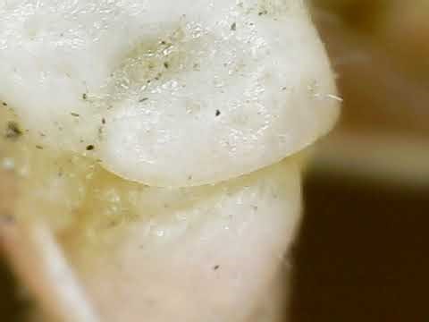 Grasshopper Eye & Head Under Microscope 🔬🦗 | Incredible Close-Up From Different Eye (FDE)