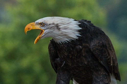 Águila calva: qué es, características, hábitat, comportamiento