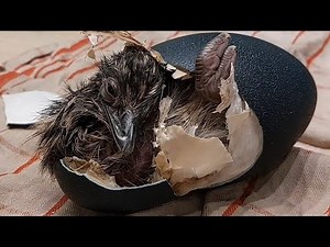 Emu Farm - Egg hatching