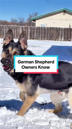 4 Things Only German Shepherd Owners Understand