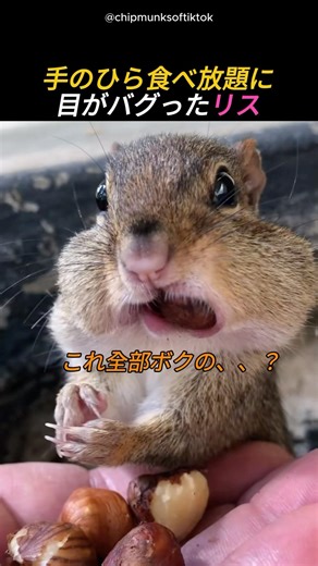 手のひら食べ放題に目がバグったリス