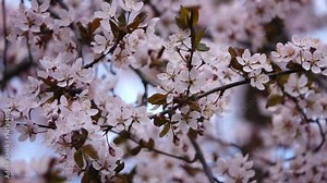 Prunus cerasifera is plum known by common names cherry plum and myrobalan plum. It is native to Southeast Europe and Western Asia, and is naturalised in British Isles.
