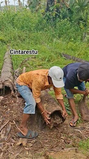 see the contents of the fallen tree #shortvideo #viral #nature