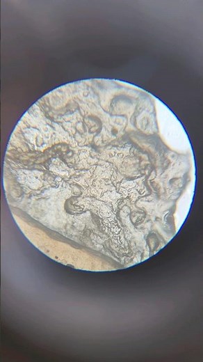 Human Skin Cells Under Microscope #magnification #microscope #science #shorts #sciencelab