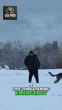 German Shepherd Reality The Good, Bad, and Ugly #gsd #germanshepherd #dog