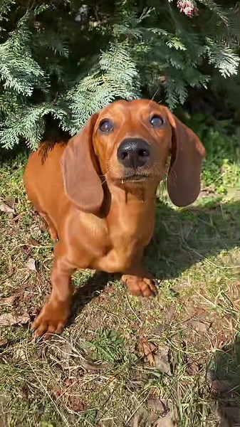 Energetic Dachshund Playing Outdoors
